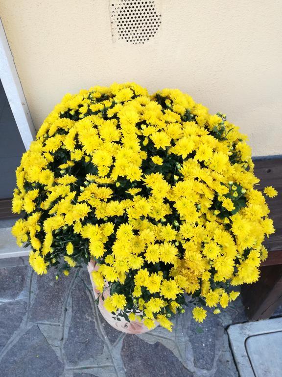 The Yellow House Fiumicino Exterior foto